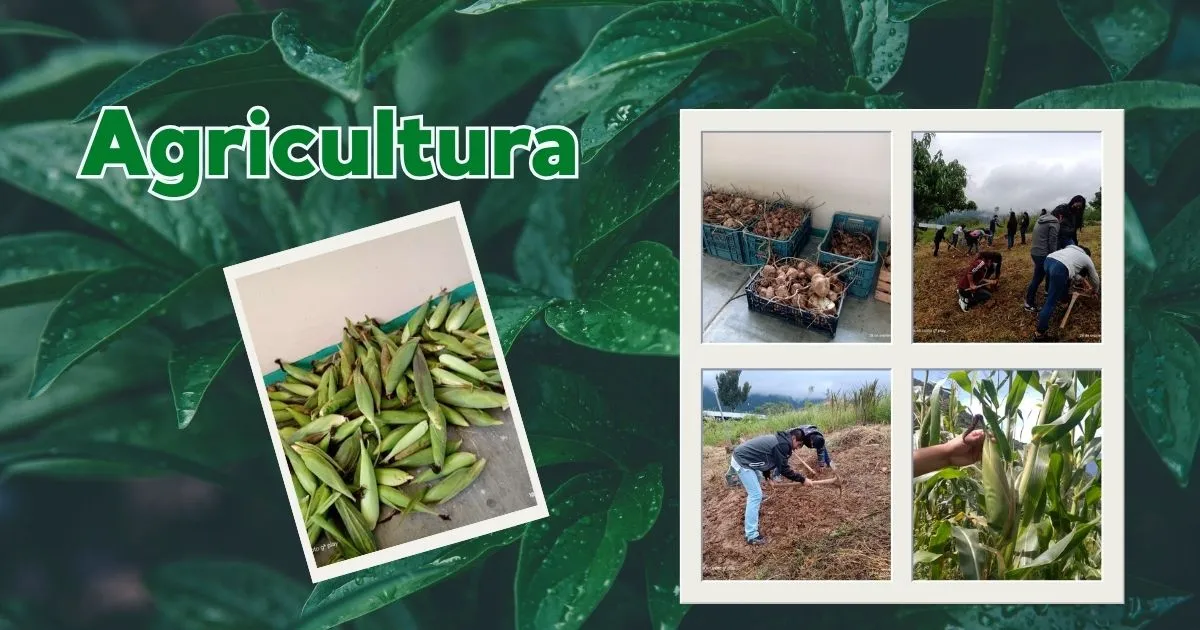 Estudiantes de la EST 95 trabajando en el campo agrícola de la escuela